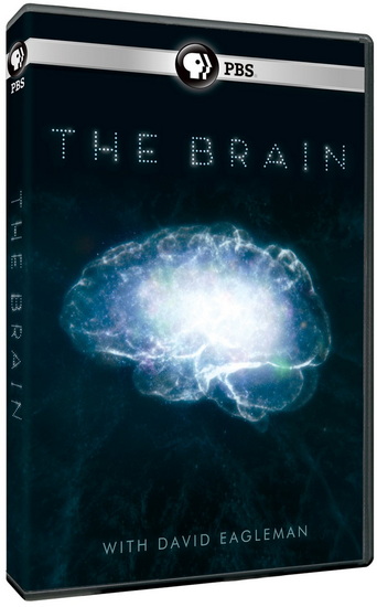 Brain with David Eagleman, The