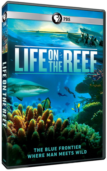 Life on the Reef