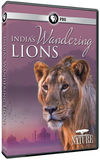 Nature: India&#39;s Wandering Lions