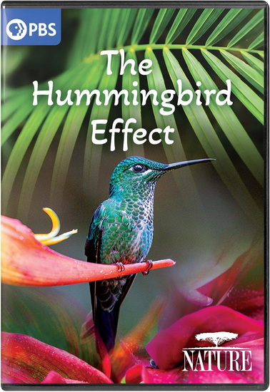 Nature: The Hummingbird Effect