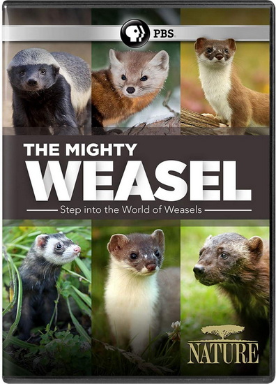 Nature: The Mighty Weasel