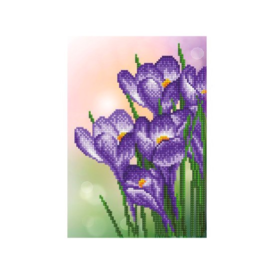 Crocus de printemps