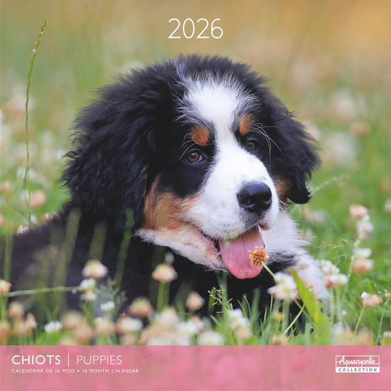 Calendrier 2026 Chiots 30x30cm