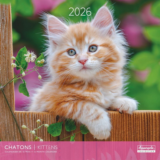 Calendrier 2026 Chatons 30x30cm