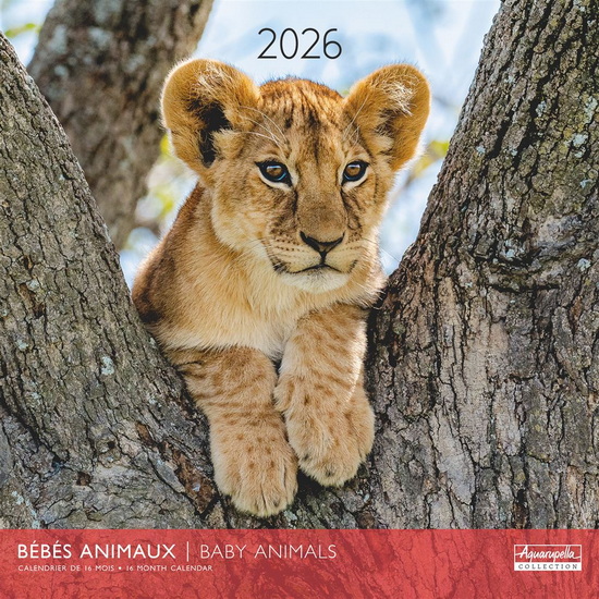 Calendrier 2026 Bébés animaux 30x30cm