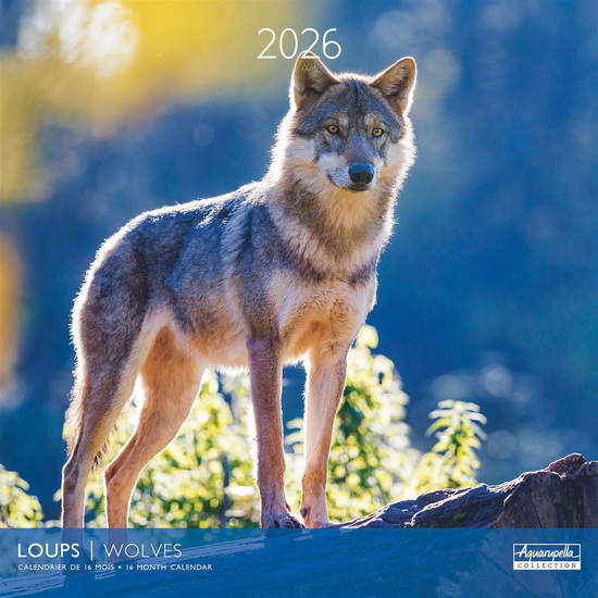 Calendrier 2026 Loups 30x30cm