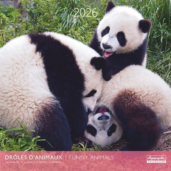 Calendrier 2026 Drôles d&#39;animaux 30x30cm