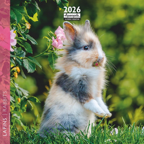Calendrier mini 2026 Lapins 16x16cm