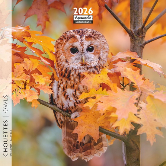 Calendrier mini 2026 Chouettes 16x16cm