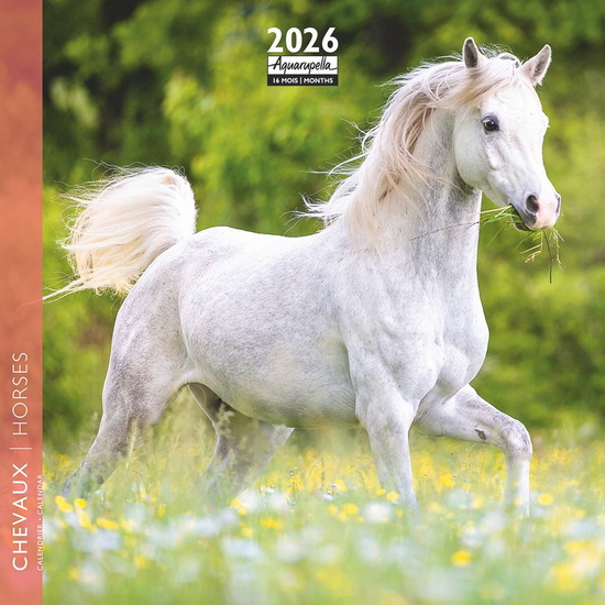 Calendrier mini 2026 Chevaux 16x16cm