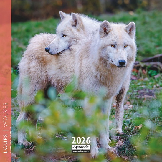 Calendrier mini 2026 Loups 16x16cm