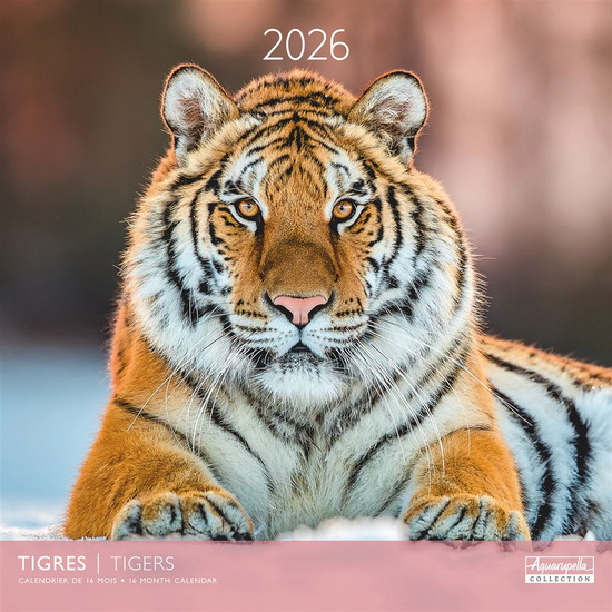 Calendrier 2026 Tigres 30x30cm