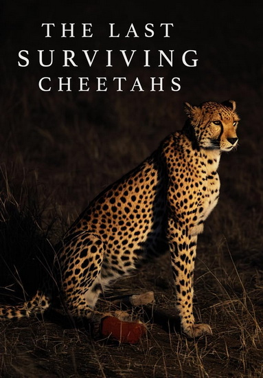 Last Surviving Cheetahs, The (DVD) (MOD)