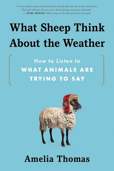 What Sheep Think About the Weather - AMELIA THOMAS