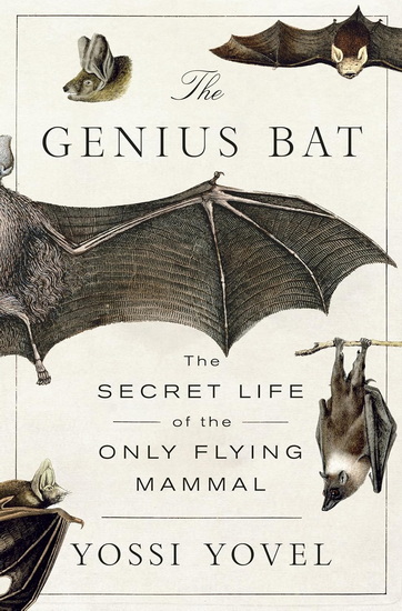 The Genius Bat - YOSSI YOVEL