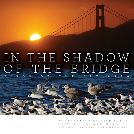 In the Shadow of the Bridge: Birds of the Bay Area - DICK EVANS - HANNAH HINDLEY