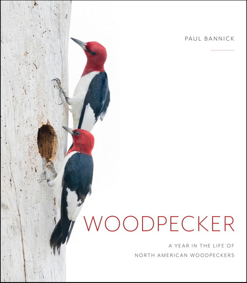 Woodpecker - PAUL BANNICK