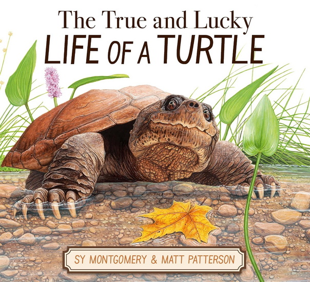 The True and Lucky Life of a Turtle - SY MONTGOMERY - MATT PATTERSON