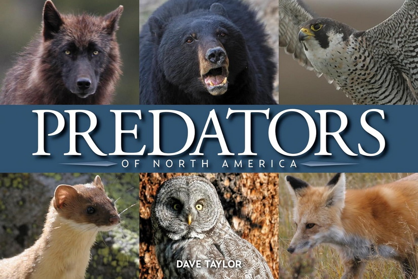 Predators of North America - DAVE TAYLOR