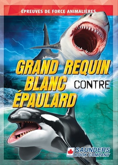 Grand requin blanc contre épaulard - TERESA KLEPINGER