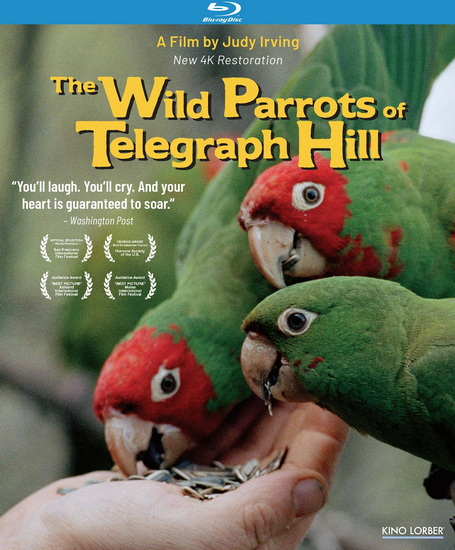 Wild Parrots of Telegraph Hill (Blu-ray) - IRVING JUDY