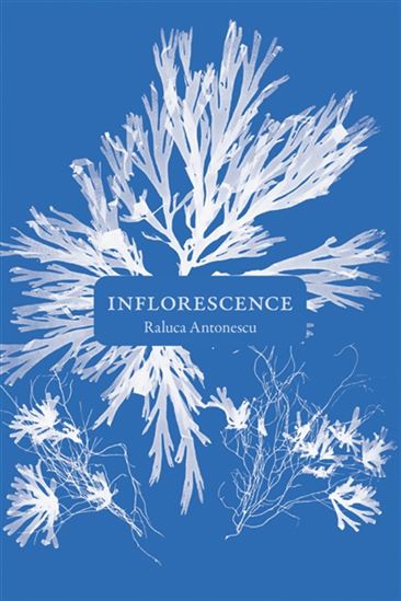 Inflorescence - RALUCA ANTONESCU