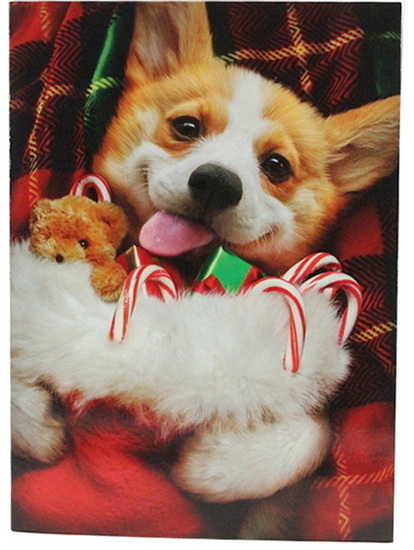 Corgi dans bas de Noël
