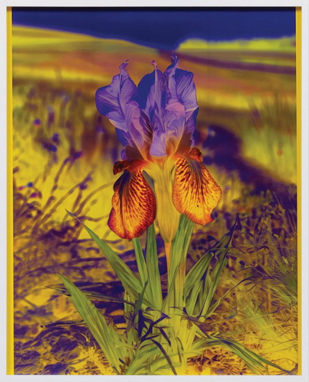 Lisa Oppenheim: The Eternal Substitute - LISA OPPENHEIM