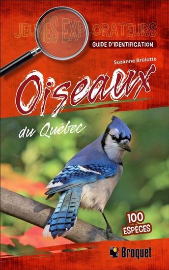 Oiseaux du Québec : Guide d&#39;identification - SUZANNE BRÛLOTTE
