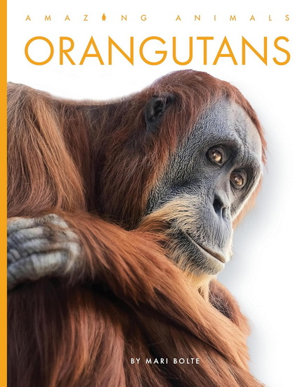 Orangutans - MARI BOLTE