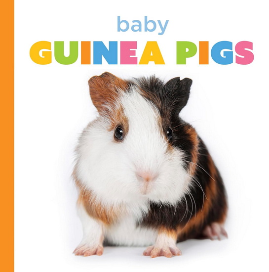 Baby Guinea Pigs - LAURA K MURRAY