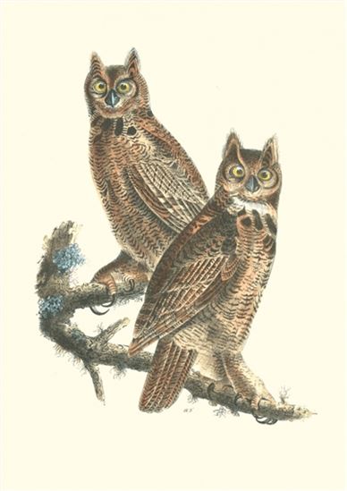 Oiseaux d&#39;Amérique - JOHN JAMES AUDUBON