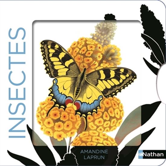 Insectes - AMANDINE LAPRUN