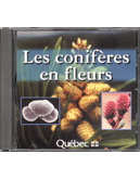 Les Conifères en fleurs - HYBRIDE