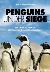 Penguins under siege - 