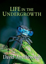 Life in the Undergrowth - 