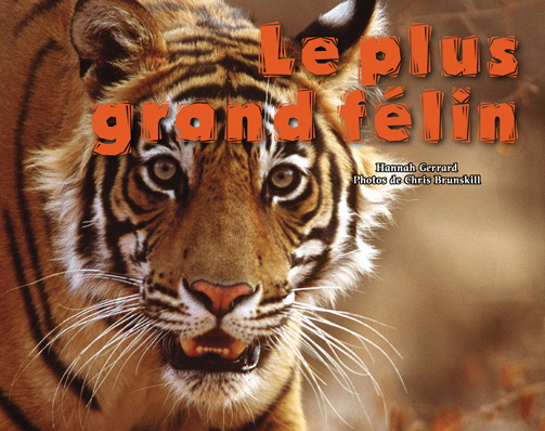 Le Plus grand félin - COLLECTIF